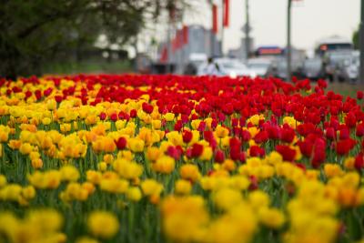 Прикрепленное изображение: DSC_7625-1.jpg